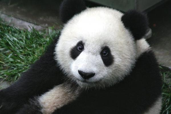 A casual panda